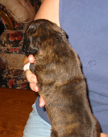 Brindle Male