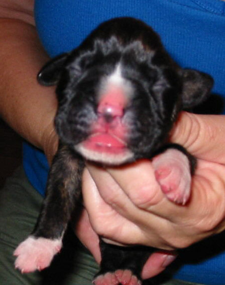 Brindle Male