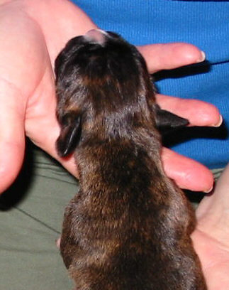 Brindle Male
