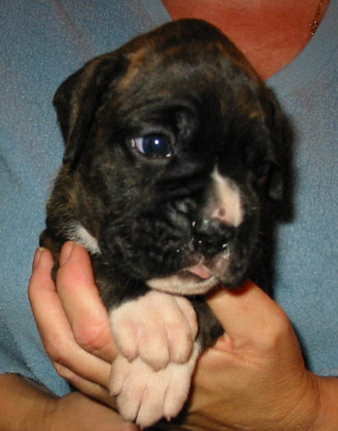 Brindle Male
