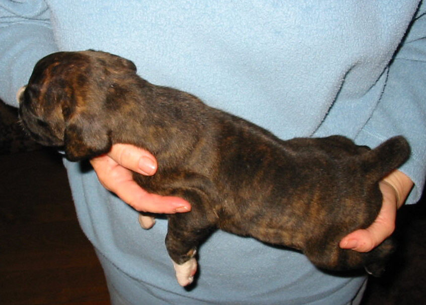 Brindle Male