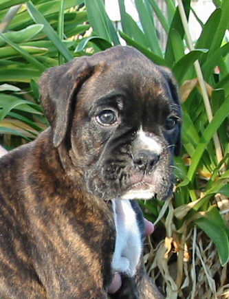 Brindle Male