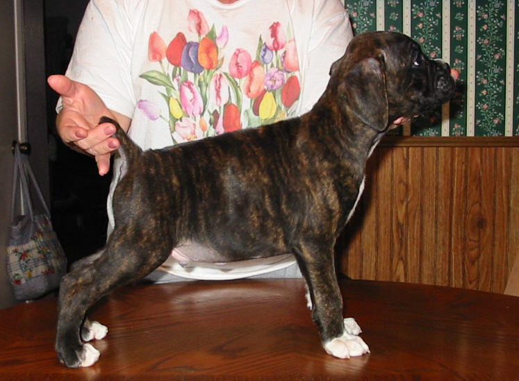 Brindle Male