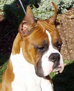 Rudy