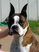 Mazie