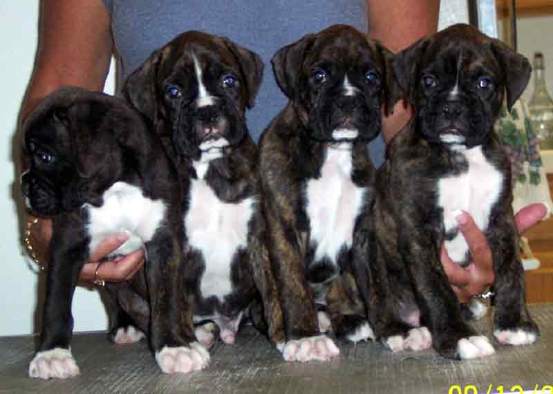 Roxie's Litter