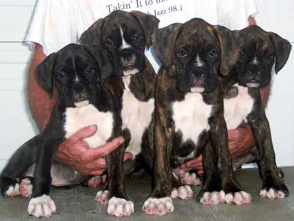 Roxie's Litter