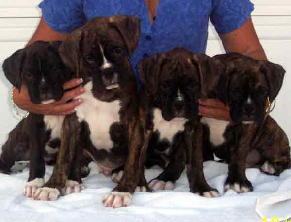 Roxie's Litter