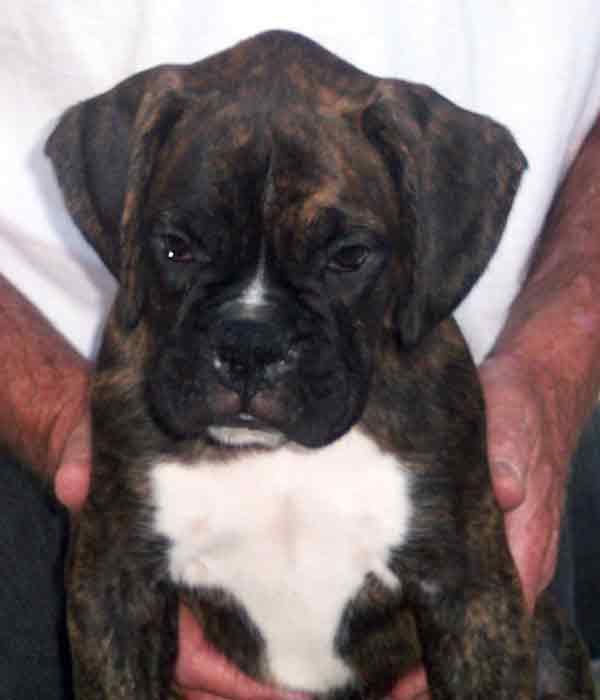 Male 3