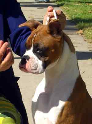 Junior