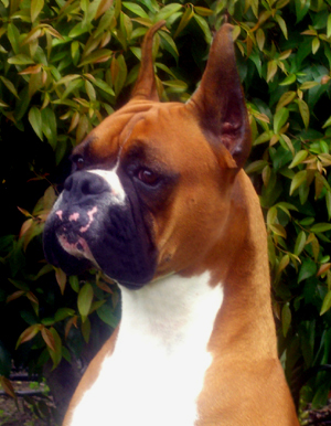 Bismark
