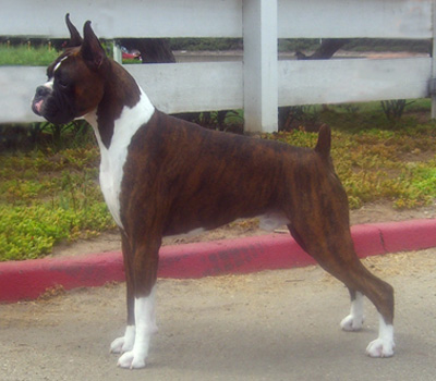 Dax
