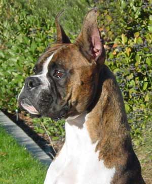 Apollo