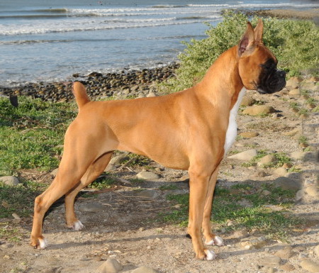 Kira